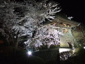 古城に咲く満開の桜